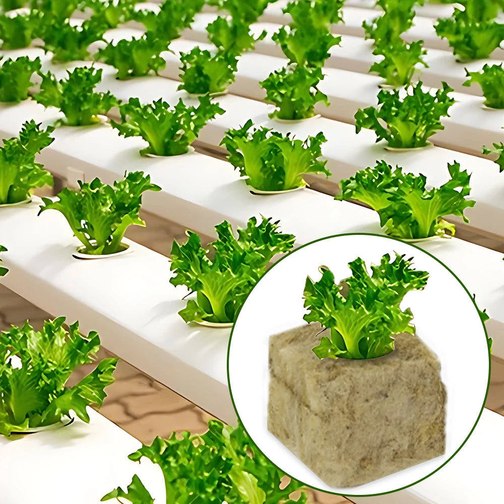 GrowEase Hydroponic Starter Cubes